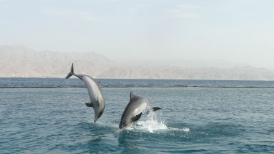 Delfiner vid Dolphin Reef