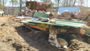 Tak över huvudet erbjuds för tillfället bara åt hundar. Men loftboden i bakgrunden blir snart inflyttningsklar. En brunvit husky ligger på byggarbetsgården, en röd loftbod i bakgrunden.