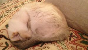 Det autentiska och hemtrevliga lockar mången resenär. hoprullad katt som ligger på söng och sover.