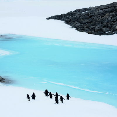 Pingviner på Antarktis