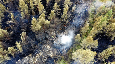 Bild ovanifrån. Människor släcker markbranden i skogen.