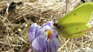 Citronfjärilen gillar också krokus. En gul citronfjäril har landat på en lila krokus.