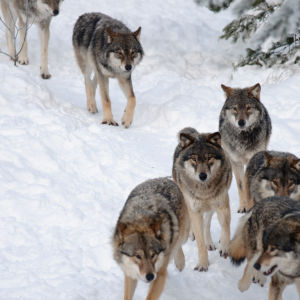 Vargar i flock i snön.
