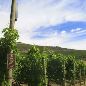 Åtta högtalare spelar musik för syrah-druvorna på vingården DeMorgenzon i Stellenbosch under de ljusa timmarna på dygnet. Åtta högtalare spelar musik för syrah-druvorna på vingården DeMorgenzon i Stellenbosch under de ljusa timmarna på dygnet.