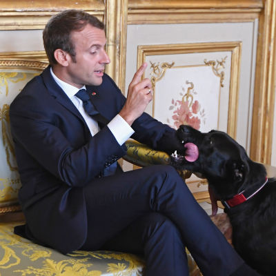 Frankrikes president Emmanuel Macron sitter i en soffa, hans svarta hund står brevid soffan och slickar hans hand. 