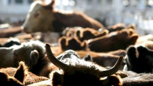 suuret karjamarkkinat Argentiinassa