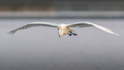en flygande ägretthäger.