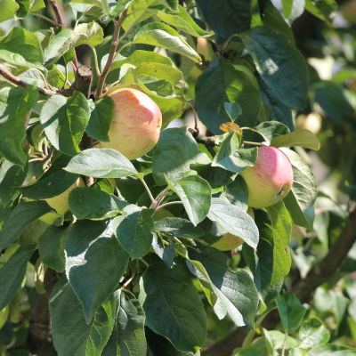 Äpplen i en äppelträd.