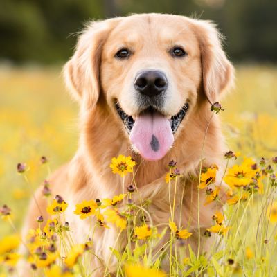 En Golden retriever-hund sticker ut tungan och tittar mot kameran på en äng med gula blommor.