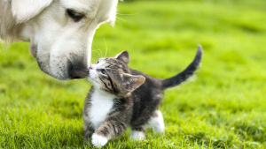 Både hundars och katters sätt att kommunicera är föremål för forskning. En vuxen hunds nos som böjer sig ner och snusar på en liten kattunge. Djuren är på en sommargrön gräsmatta.