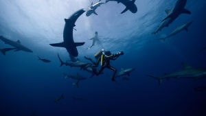 Jacques Cousteau figurerade i Martina Moliis-Mellbergs debut A. Bilden är från filmen som handlar om honom. Jacques Cousteau ja haita