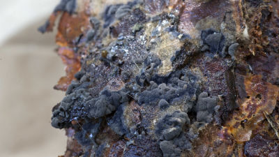 Svampen Pseudotomentella alobata.