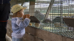 Dottern Amelie är nyfiken på rävarna. Ett barn står och tittar in i en rävbur. I bakgrunden syns rävar. Vi befinner oss på en rävfarm.