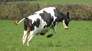 Lehmä hypähtää laitumella.