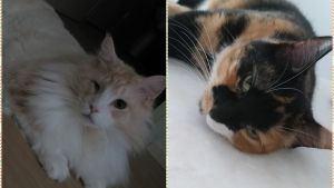 kissoja