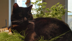 Vår katt. Otso Hultkrantz svarta katt liggande i en kruka.