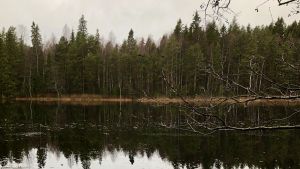 I Karnais finns också många tjärnar. En tjärn i skog som syns på andra sidan. Lite is på ytan.