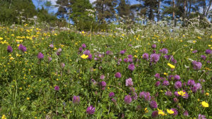 Förr fanns det fler ängar nu används de antingen för intensivt jordbruk, byggnadsmark eller så har de vuxit igen. Ängar och fält är bland de mest hotade livsmiljöerna i Finland. Rödklöver och gula smörblommor på en äng.