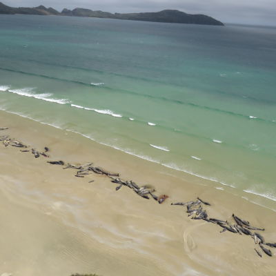 Flera döda valar ligger på rad vid en strand.