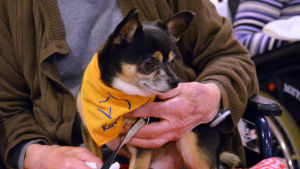Storleken spelar ingen roll. En kompishund kan vara en chihuahua eller en irländsk varghund. Chihuahuan Tico fungerar som Kennelklubbens kompishund.