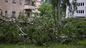 Träd som fallit i ovädret. Drumsö i Helsingfors 12.8.2017. Träd som fallit under storm på Drumsö i Helsingfors