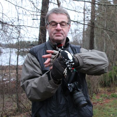 Lintuharrastaja Kimmo Martiskaisen käsissä on Kiteenjärven rannalla rengastettavaksi saatu käpytikka.