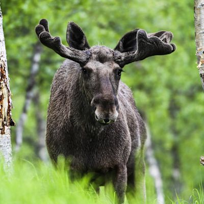 En älgtjur på en grön äng. I bakgrunden syns björkar.