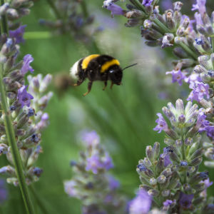 Har du något ärende åt mig? Sorry, jag hinner inte, jag har fullt upp med att flaxa med vingarna. Humla som flyger bland lavendel
