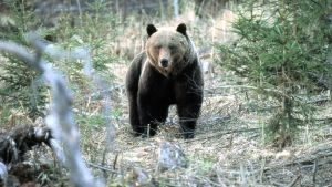 Ifall du åker på björnsafari kanske du kan ta en sådan här bild. En björn i skogen