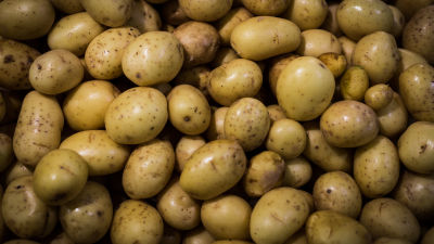 Nypotatis