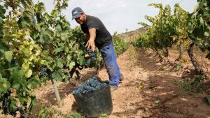 Viljelijä korjaa käsin tummia rypäleitä viljelyksillä Cenicerossa, La Riojassa.