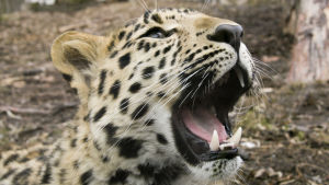 Amurleoparden klarar sig fint utan mänskliga besökare. Närbild på amurleopard med öppet gap.