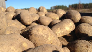 Nyligen upptagen potatis på vagn