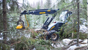 En skogsmaskin i arbete. En traktorliknande skogsmaskin står inne i en skog.