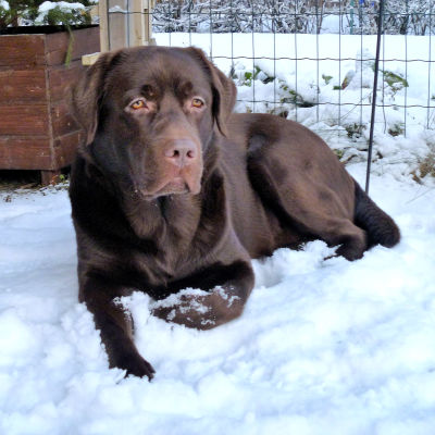 Labradorinnoutaja Paavo makuulla lumessa tarhassa.