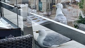 Också i Riga har fåglarna blivit modigare under coronakrisen, då gatorna var tomma på folk. Ett par måsar tittar in på takterrassen på en restaurang i Riga