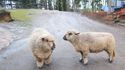 Får på Rehndahls djurgård