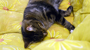 Katten Mirre, som också bor på Solglimten, låter sig inte störas av den pågående diskussionen om Solglimten. Katt ligger på gul soffa.