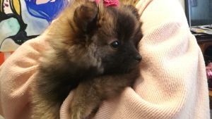 Hur klarar sig ohundskolade familj med en riktig hund? En flicka med sin hund i famnen.