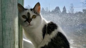 Fiv smittar genom saliv eller blodkontakt. För innekatter är risken att smittas närmast obefintlig. bild ur dokumentären Kärlekens åker