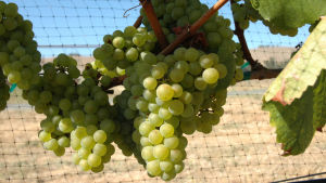 Klasar med chardonnaydruvor. Vinranka med klasar av chardonnaydruvor.