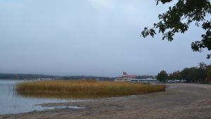 Vass ska tas bort från Knipans badstrand. Vass vid badstranden i Stallörsparken i Ekenäs.