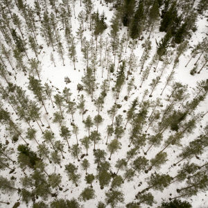 Skog fotograferad uppifrån luften under vintern.