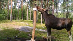 Älgarna behöver salt så de smakar gärna på saltstenen. Älg slickar på saltsten