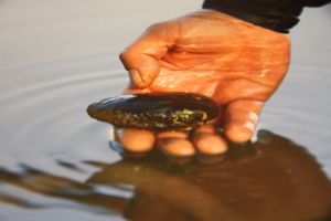 Flodpärlmusslan kan dö ut om fisktrappor inte byggs i Svartån. Flodpärlmussla i Svartån.