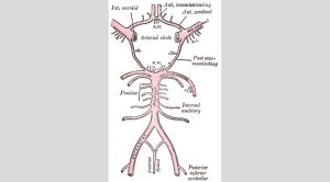 Circulus arteriosus Willisii, som den avtecknades i Gray´s Anatomy i början av 1900-talet. artärer