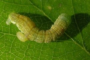 Parasitstekeln Citesia autumnatae tar sig ut ur en höstmätarlarv.