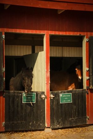 kaksi hevosta katsoo karsinoistaan