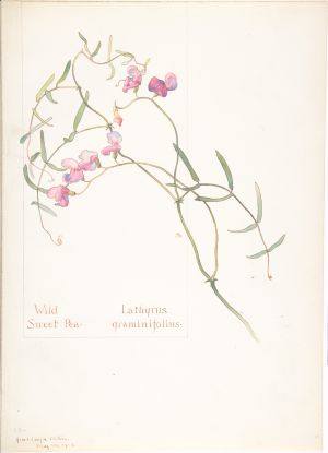Wild Sweet Pea, Lathyrus graminifolius Wild Sweet Pea, Lathyrus graminifolius; Margaret Neilson Armstrong
