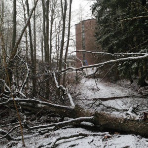 Talo metsän keskellä. Lumi maassa.